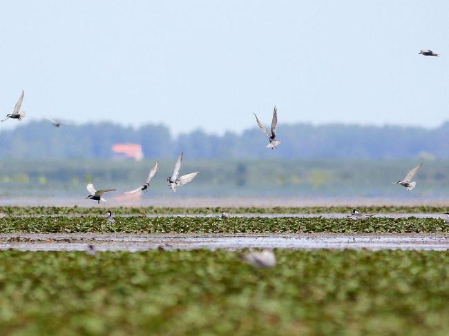 Whiskered Tern's (Chlidonias hybrida) nests on Water chestnuts leaves in Sorkhankol Wildlife Refuge