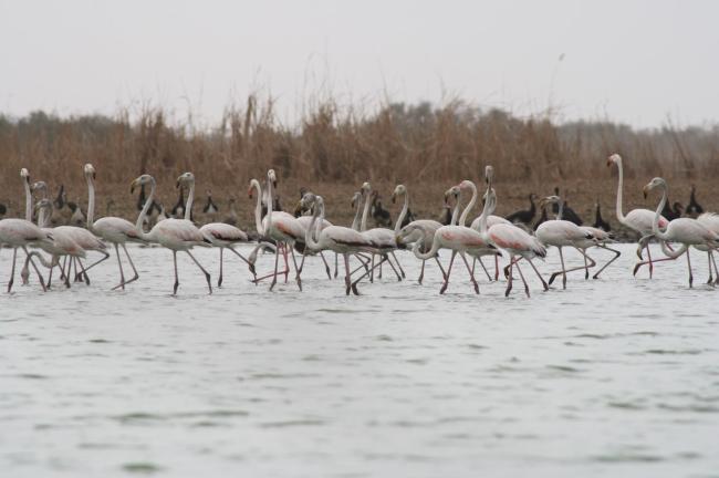 lac khar