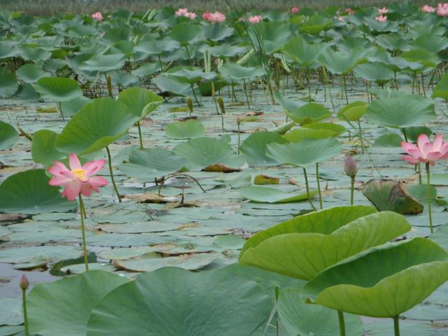 View of Amirkelayeh- Nelumbo nucifera