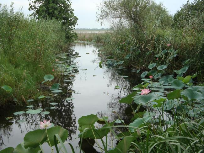 View of amirkelayeh wetland from the horbour
