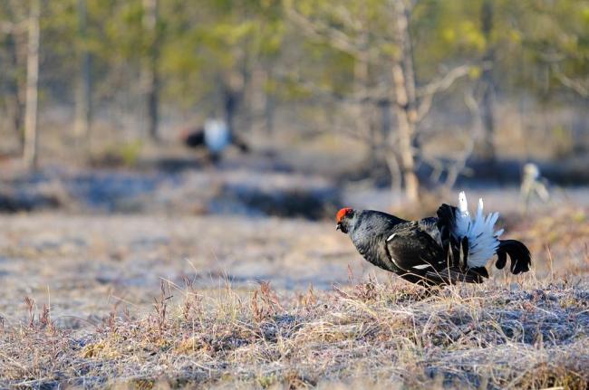 Open transition mires are ideal displaying ground for Black grouse. Up to 30 males gather on the Postrezhskoe mire.
