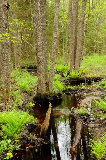 The Reserve holds many natural small rivers, surrounded by swampy black alder forests. 