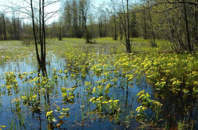 Marsh marigold begins to blossom in early spring on the floodplain meadows of the Berezina River.