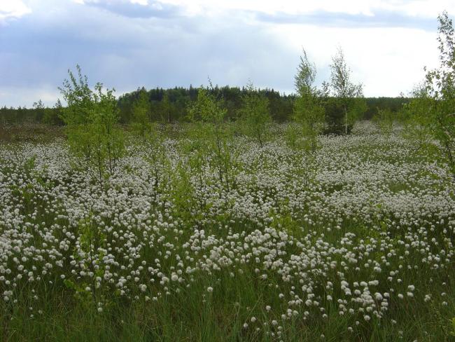 The most typical plant of raised bogs is the Tussock cottongrass, whose seeds ripen in the end of May. 