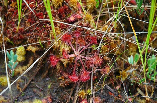 The Round-leaved sundew is a unique carnivorous plant, common in the Reserve’s mires. 