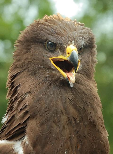 The Lesser spotted eagle is protected species of birds of prey, which is common in open biotopes in the Berezina floodplain. 