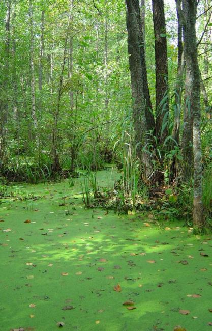 Black alder swampy forests in the southern part of the Reserve represent unique massif of untouched forests at an area of more than 15,000 ha.