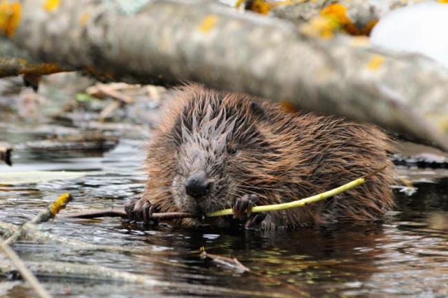 The Eurasian beaver is found throughout the whole territory of the Reserve, inhabiting both the Berezina River and its numerous tributaries.