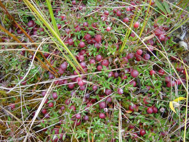 Berries of the Bog cranberry ripen on bogs in spring. It serves as a perfect food for many animal species.