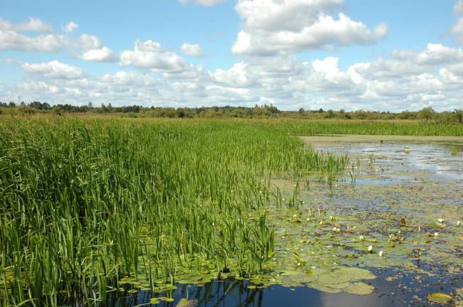 Floodplain meadows of the Berezina River are characterized by the exceptional variety of flora and fauna.