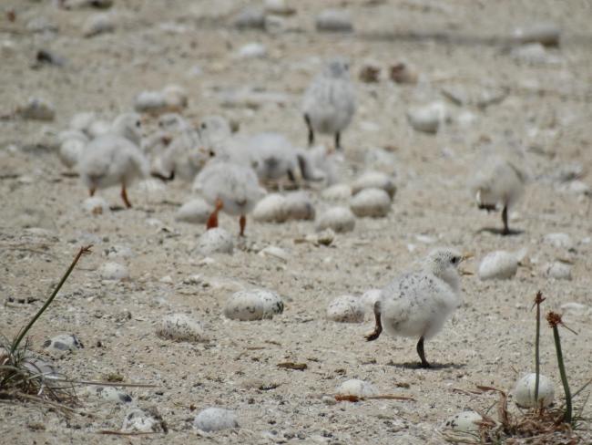 POUSSINS DE STERNES ROYALES
