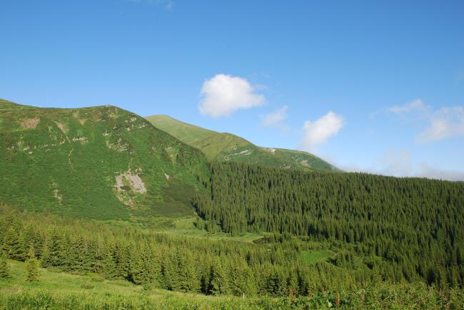 A sedge-moss bog “Tsybulnyk” under Mount Breskul 