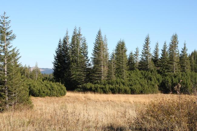 Shrubed peat-bog