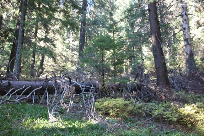 Spurce virgin wet/dry forests