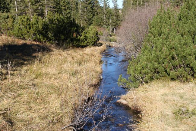 Stream running through peat bog