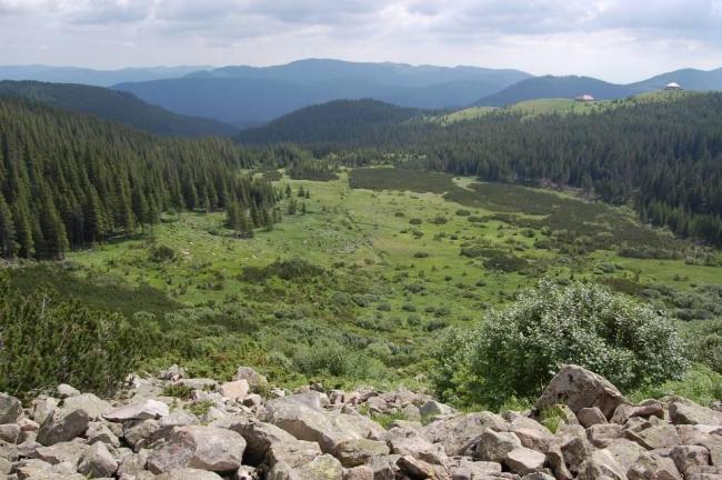 View on Tsybulnyk forested/shurbed peat bog