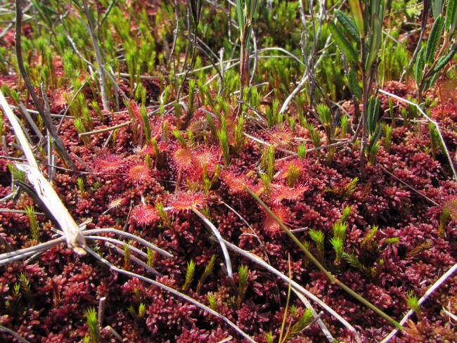 The Site "Black Bog" 
