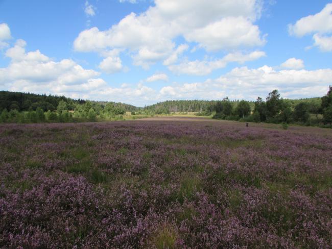 The Site "Black Bog" 