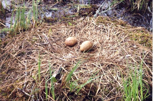 Nest of Grus grus in the swamp "Myroshi"