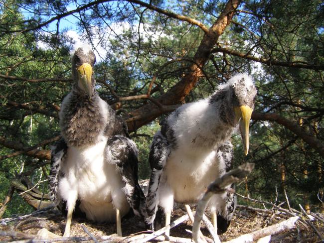 Young birds Ciconia nigra in the nest.