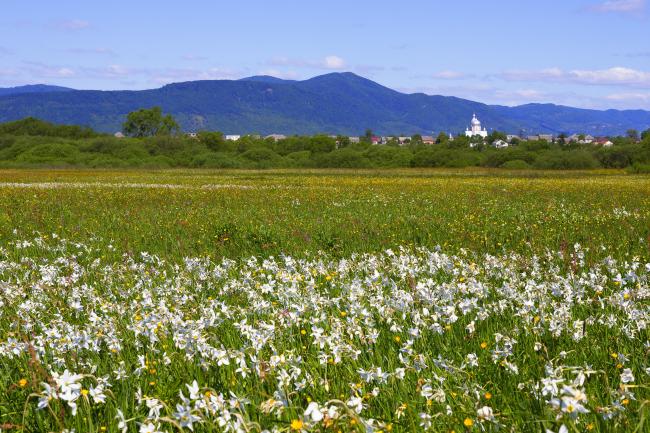 Narcissi Valley