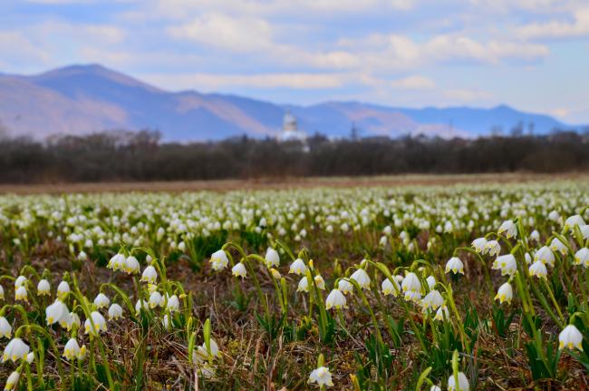 Narcissi Valley