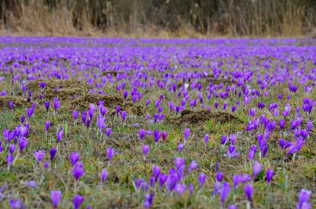 Narcissi Valley