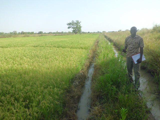 Riziculture avec un système d'irrigation gravitaire