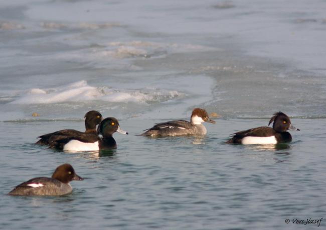 Lake Balaton holds large numbers of wintering waterfowl