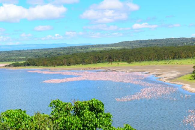 Lesser flamingos seen in front of an acacia forest observed near Lake Elementeita's shoreline