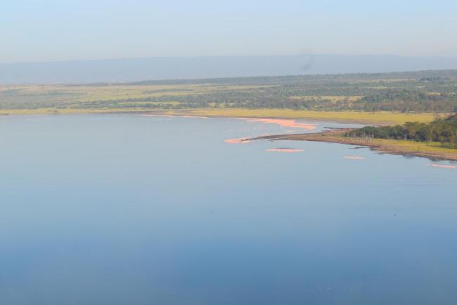 Lesser flamingoes seen along the shores of Lake Elmenteita