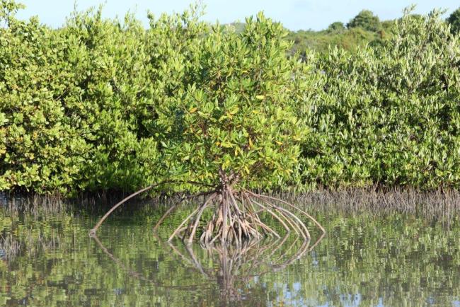 Étang des Salines