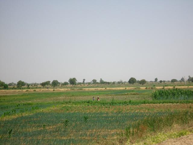 Photo 7 : Étendue de spéculations maraîchères  dans le périmètre aménagé   dans le cadre du MCA