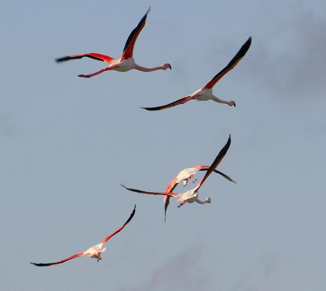 Salinas de Santa Pola. Flamencos en vuelo