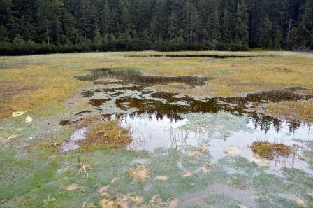 peatbog in the Tatra National Park