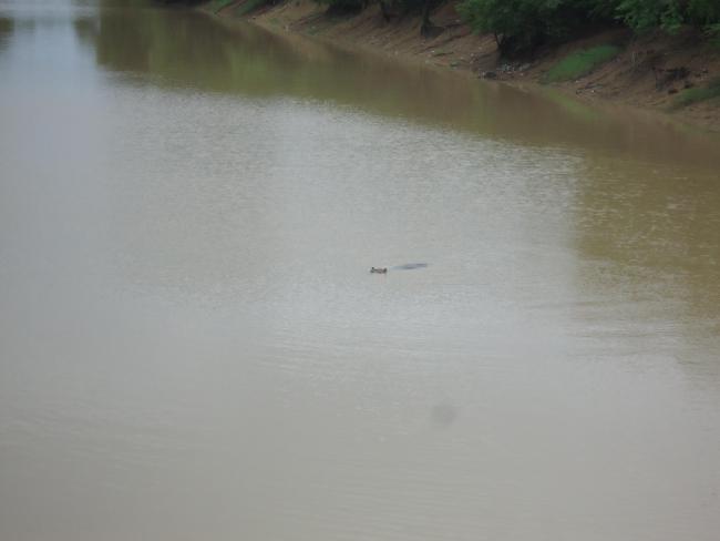 Photo 11 : On peut apercevoir un hippopotame se baignant sous le pont de Léry