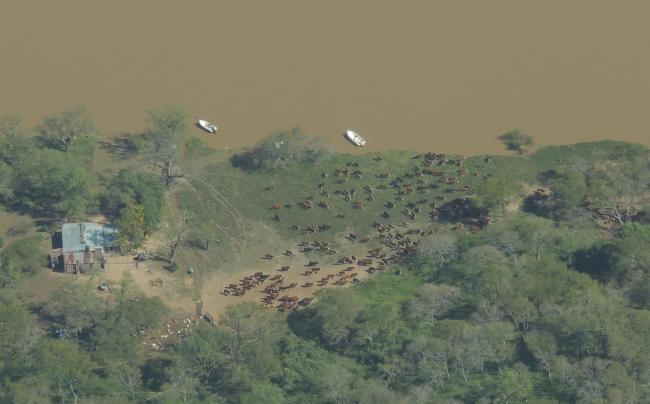 Bosque ribereño
