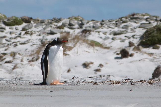 Qualifying bird species Gentoo Penguin Pygoscelis papua