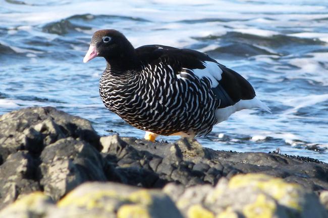 Qualifying bird species Kelp Goose Chloephaga hybrida malvinarum