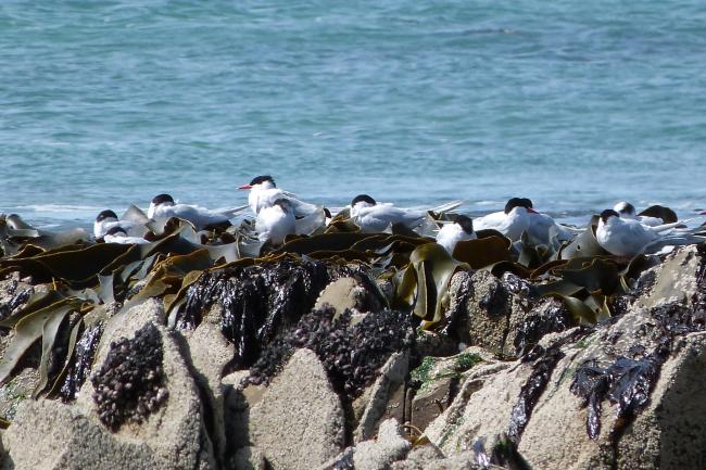 Wetland Type D - intertidal rocky shore with resting South American tern Sterna hirundinacea