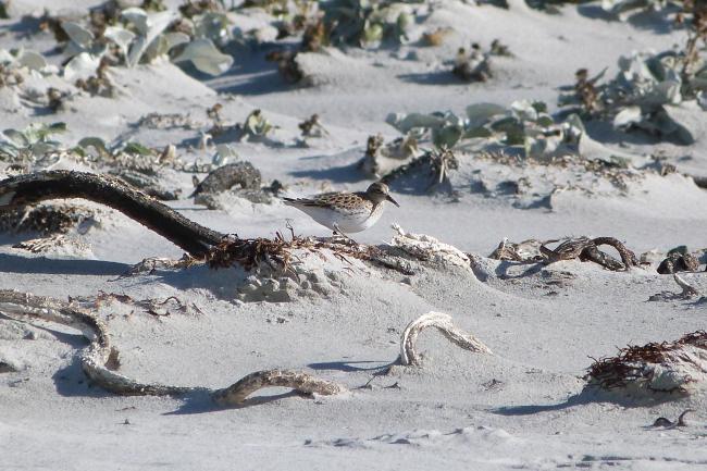 Wetland Type E - low sand dunes with feeding White-rumped sandpiper Calidris fuscicollis
