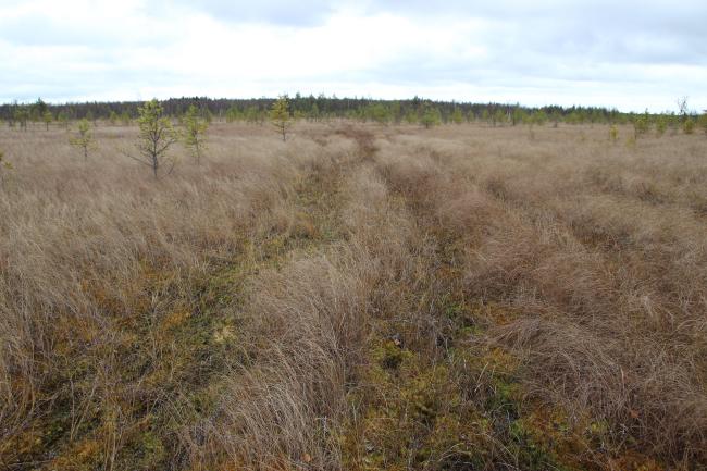 Transition bog 
