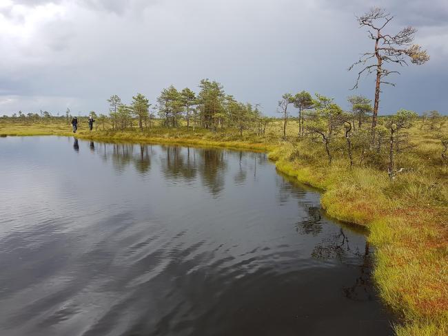 Bog pool in Kuresoo, Soomaa NP