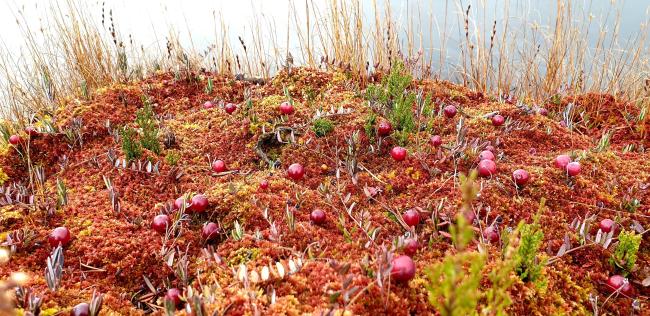 Cranberries on Sphagnum carpet, near bog pool. Drosera flower sems in background.