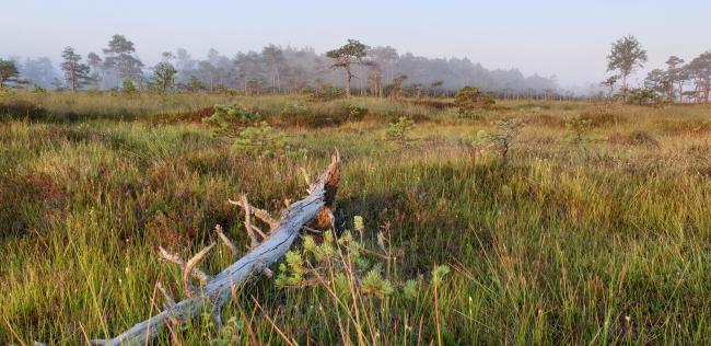 Morning mist on raised bog, with cottongrass and white beak-sedge.
