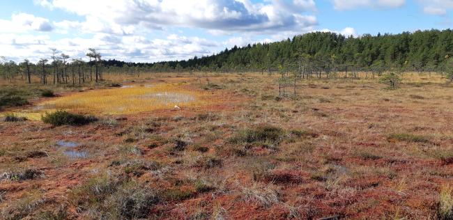 Raised bog margin with hollows and Sphagnum mosses