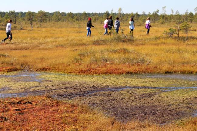 Recreational use of Soomaa NP. Colors of raised bog. Bogshoeing.