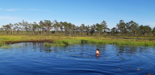 Riisa bog in Soomaa NP. Bog pool.
