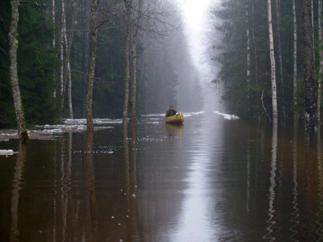 The flood "fifth" season in Soomaa NP. Flooded road in the woods.