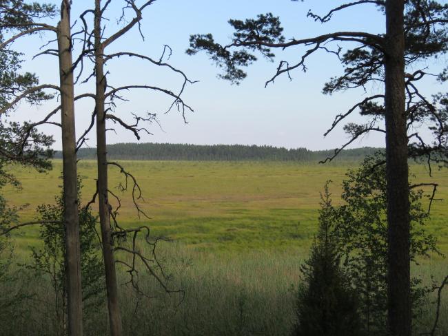 View to the bog